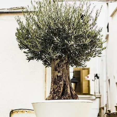 Le Dimore Di Puglia - Palazzo Pinto *