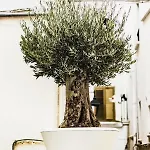 Le Dimore Di Puglia - Palazzo Pinto *