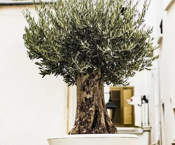 Le Dimore Di Puglia - Palazzo Pinto *